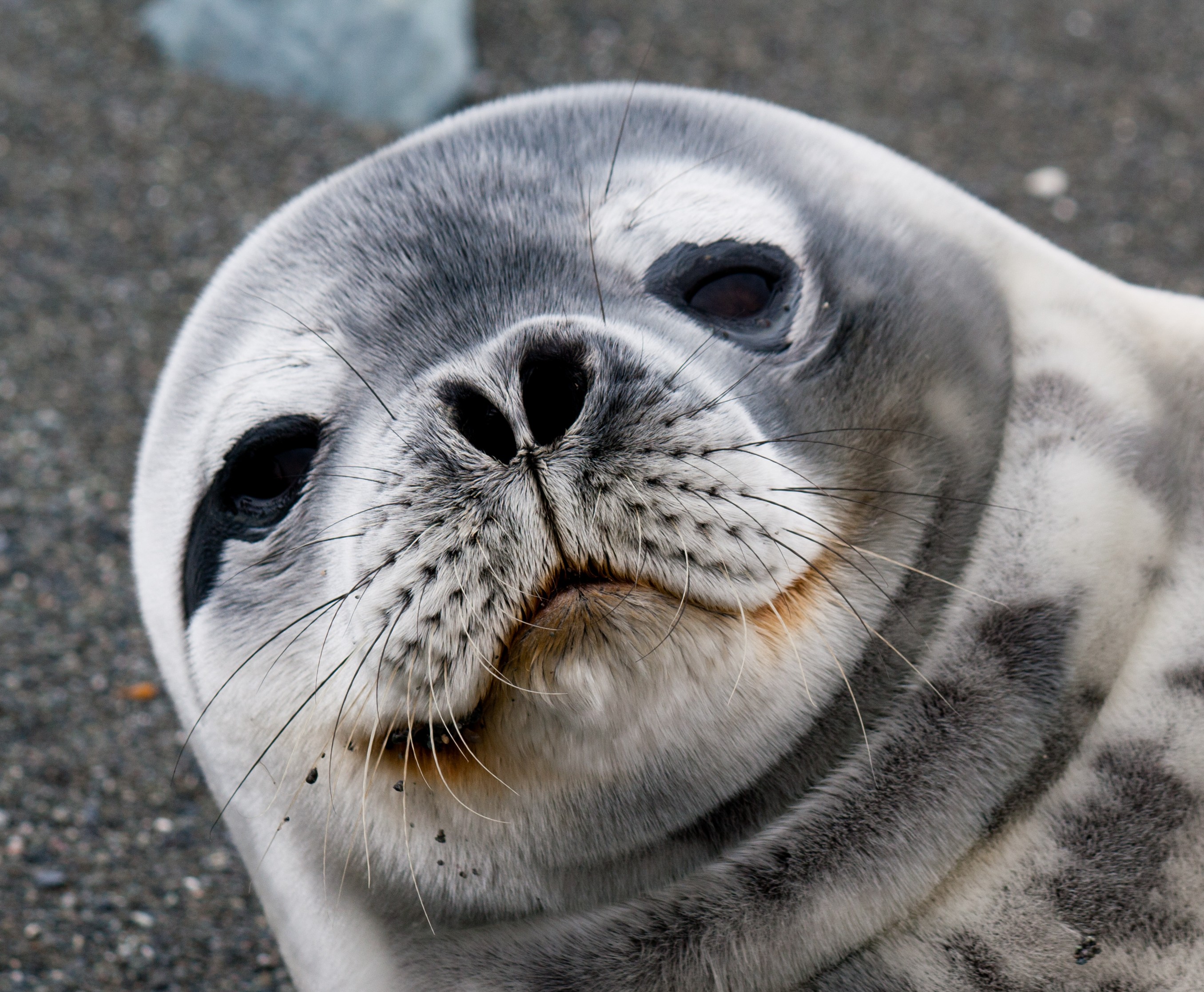 Foca de Weddell